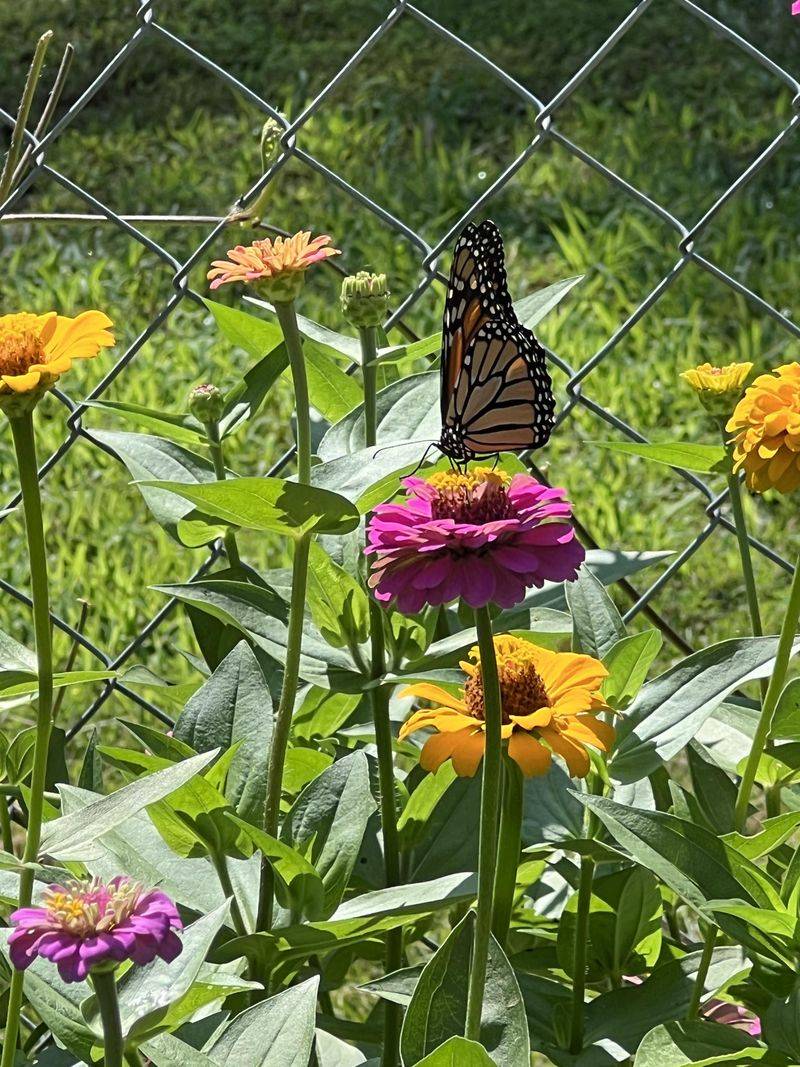 Ignoring Local Wildlife