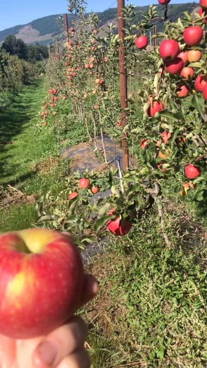 Illinois: Goldrush Apple