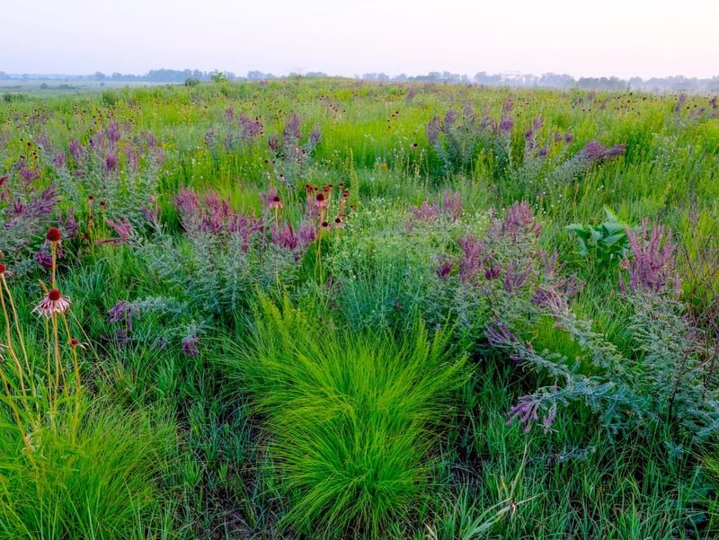 Illinois: Prairie Dropseed