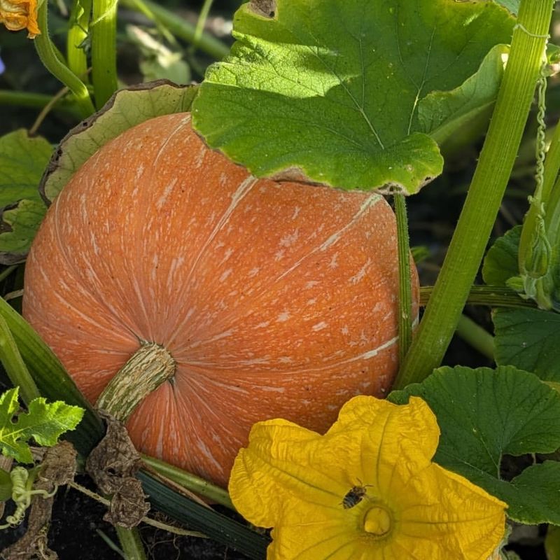 Illinois: Pumpkin