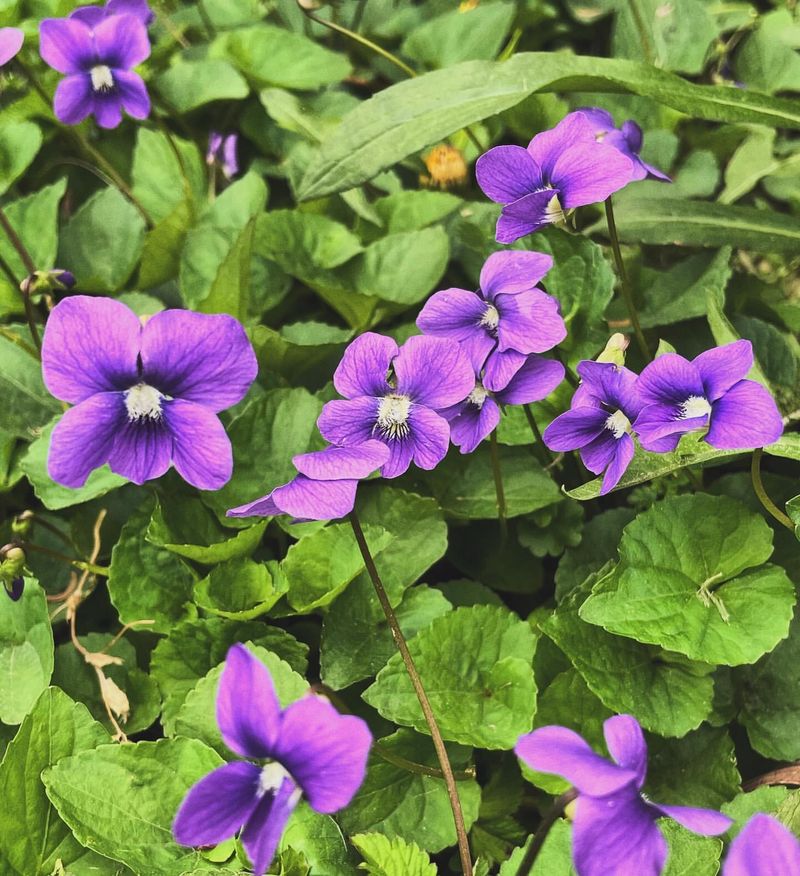 Illinois: Violet