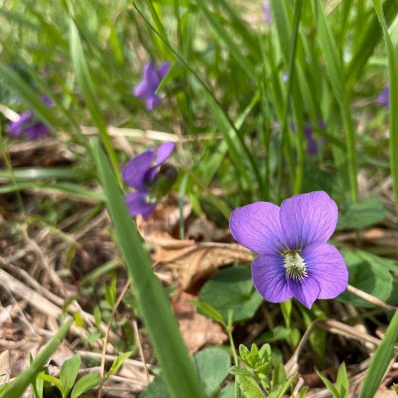 Illinois: Violet