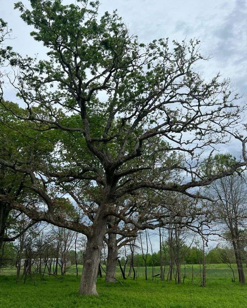 Illinois: White Oak