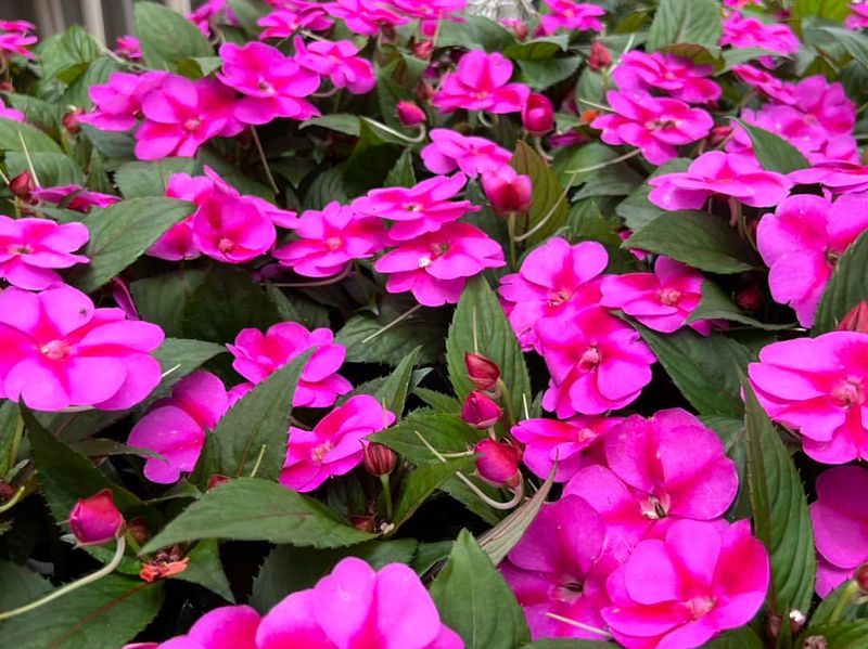 Impatiens