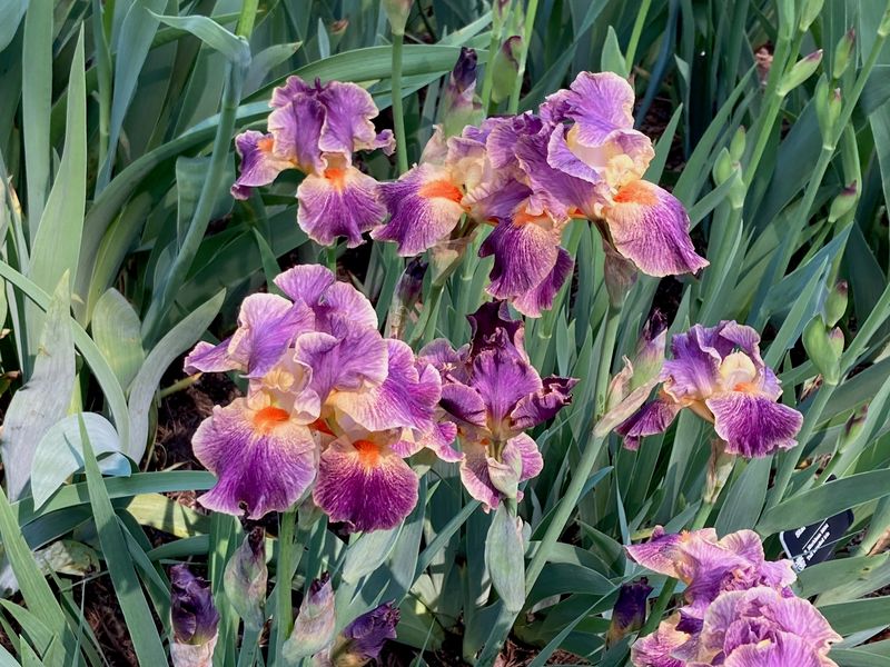 Impressive Iris Clusters