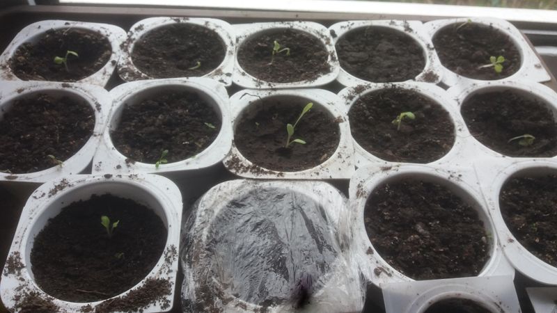 Improper Seedling Transplantation