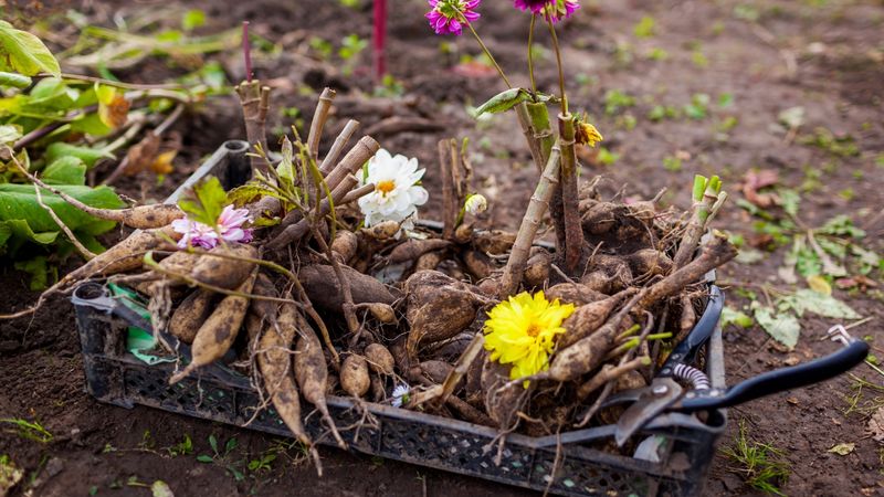 Improper Tubers Storage