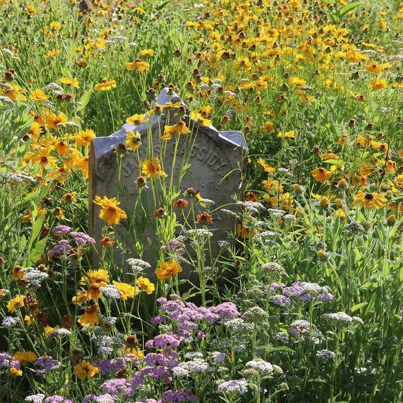 Incorporate a Wildflower Meadow