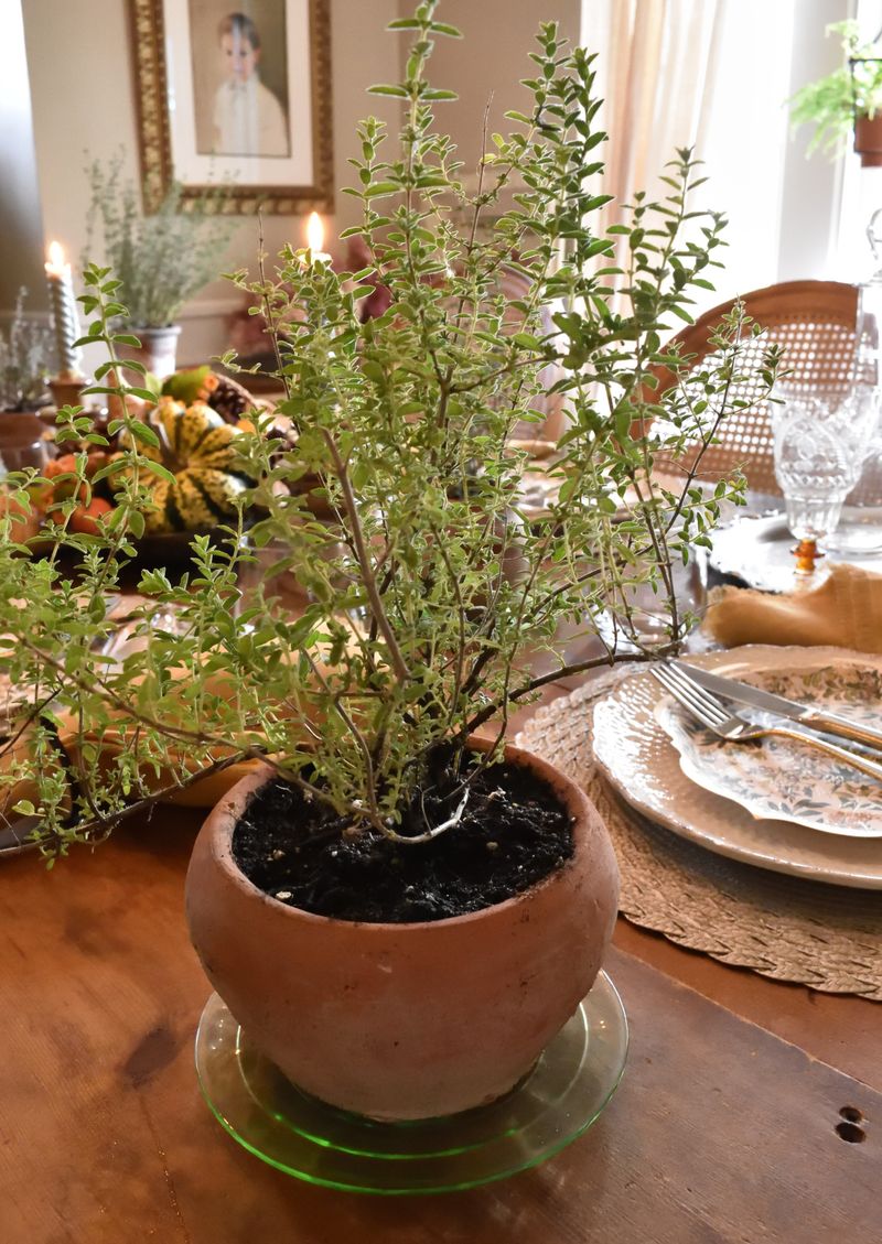 Incorporating Thyme in Decor