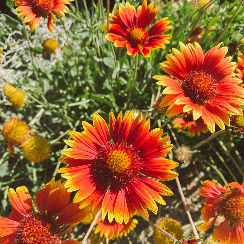 Indian Blanket