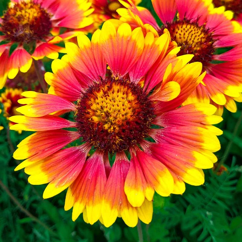 Indian Blanket