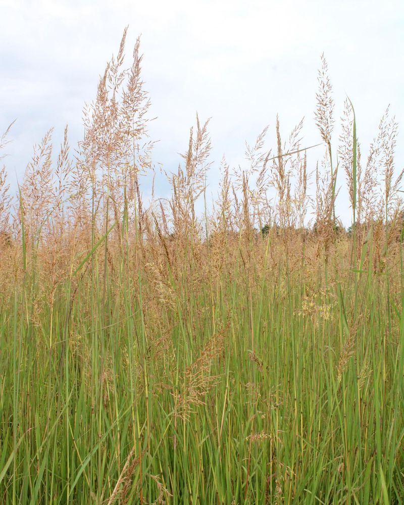 Indian Grass