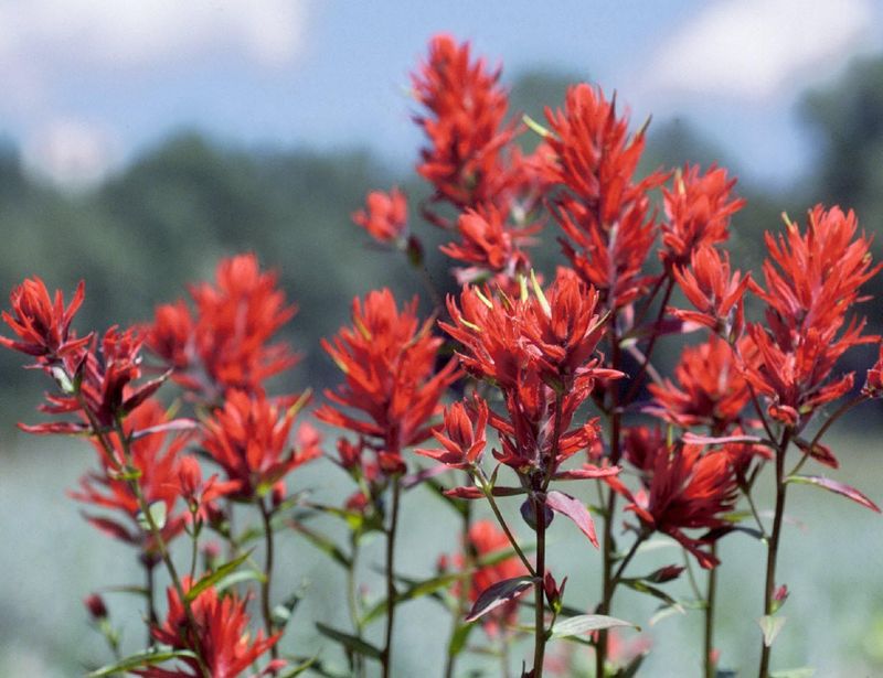 Indian Paintbrush - Wyoming