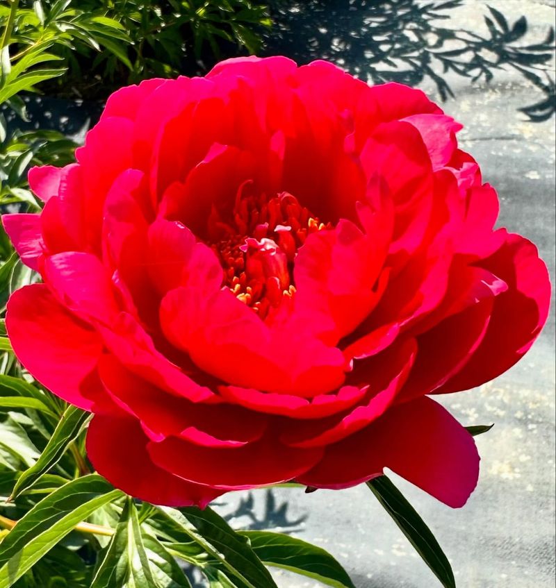 Indiana: Peony