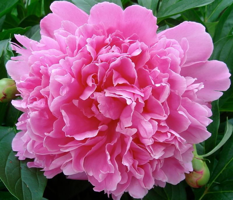 Indiana: Peony