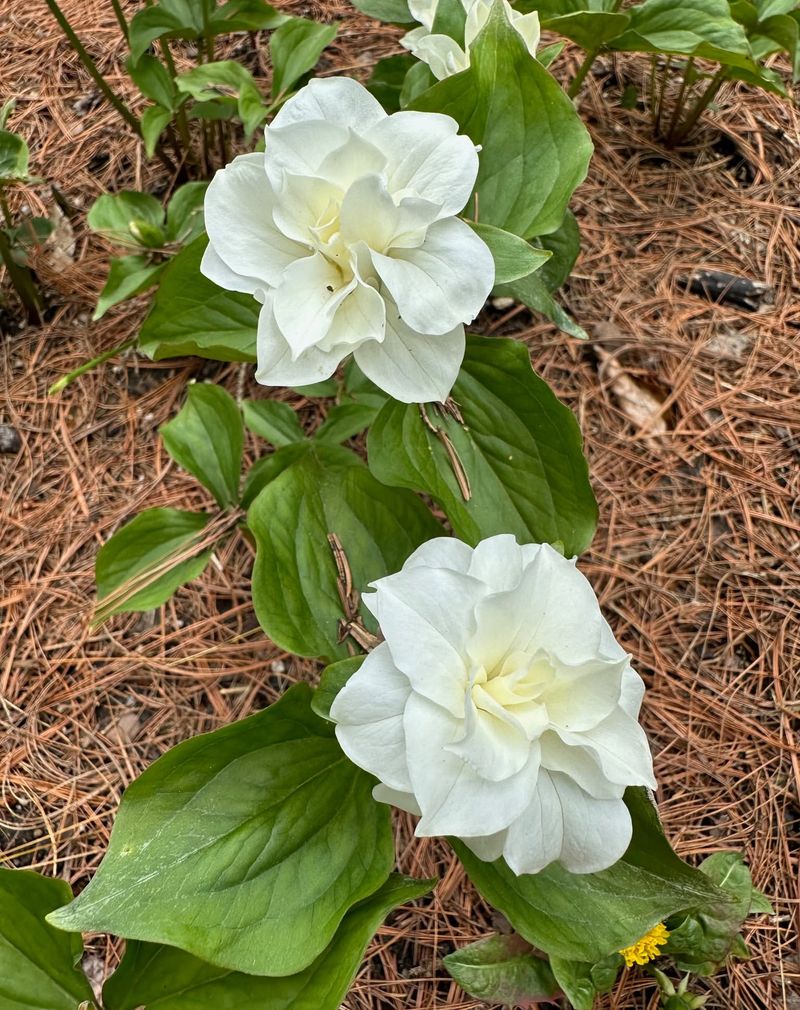 Indiana - Peony