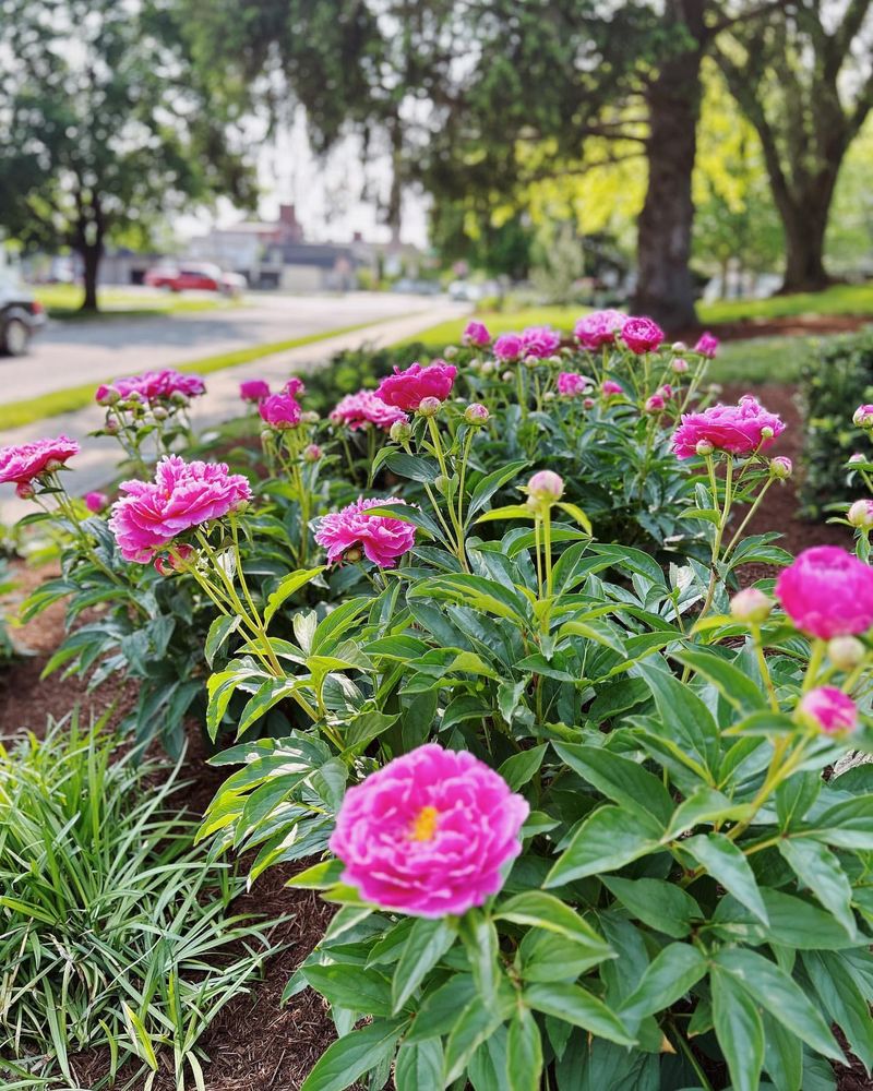 Indiana - Peony