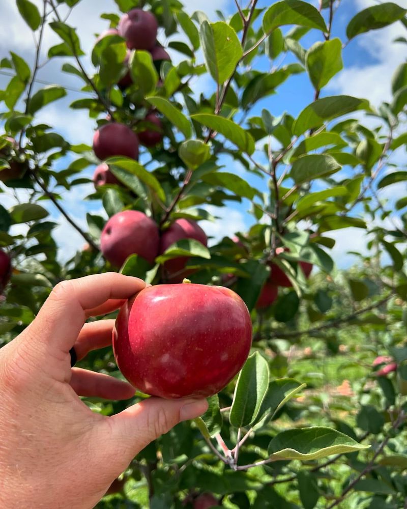 Indiana: Red Delicious Apple