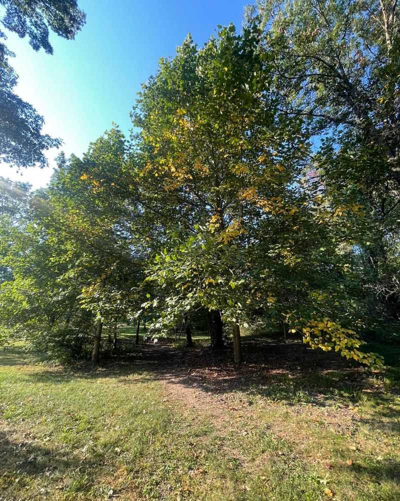 Indiana: Tulip Tree