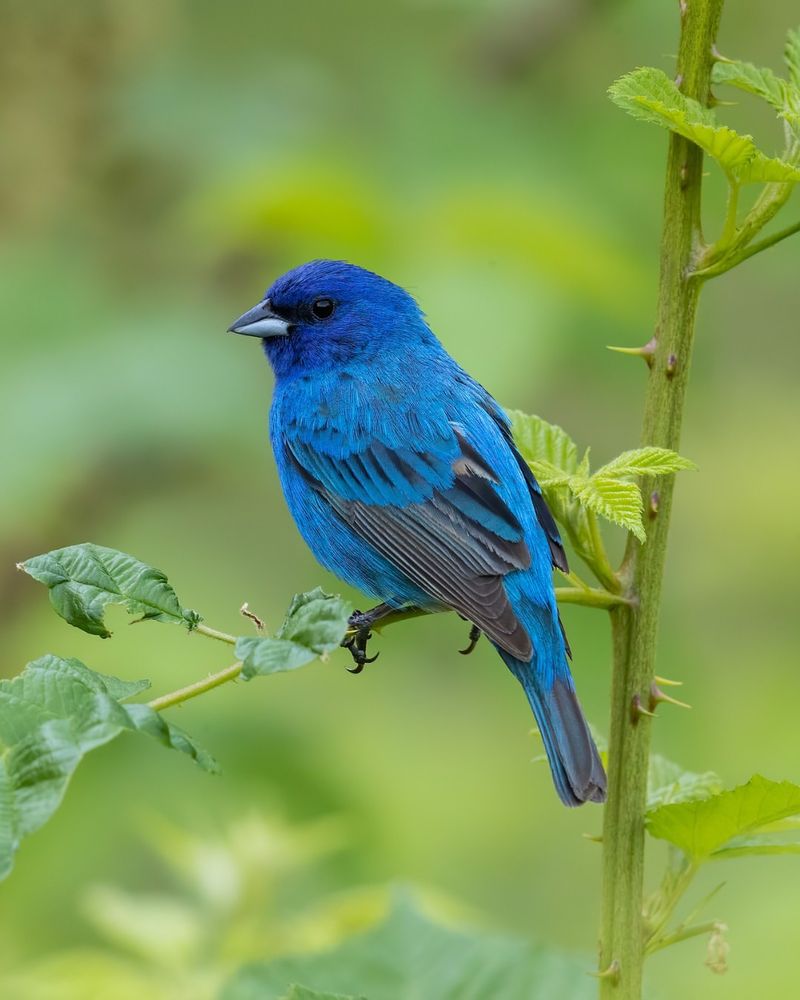 Indigo Bunting