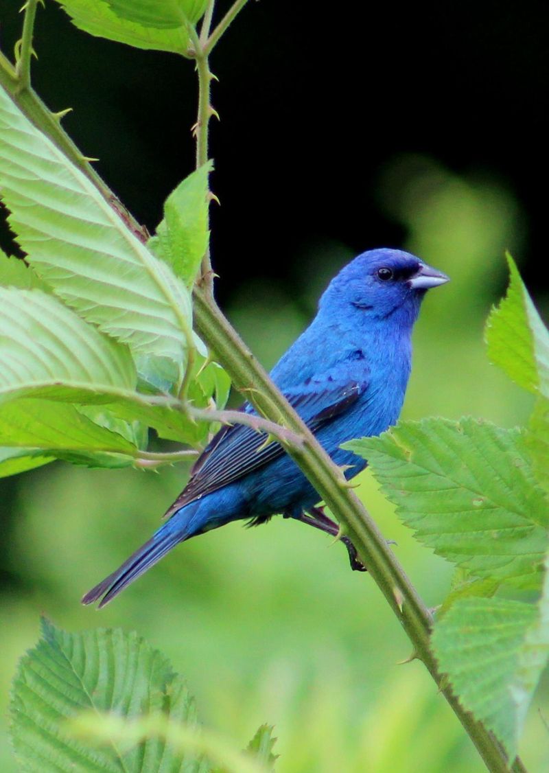 Indigo Bunting