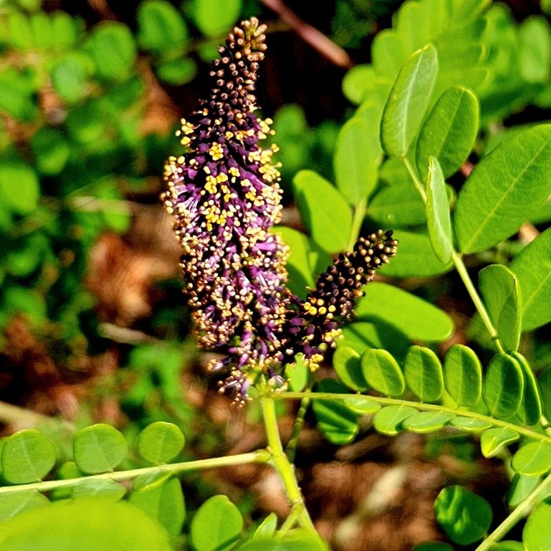 Indigo Bush (Amorpha fruticosa)