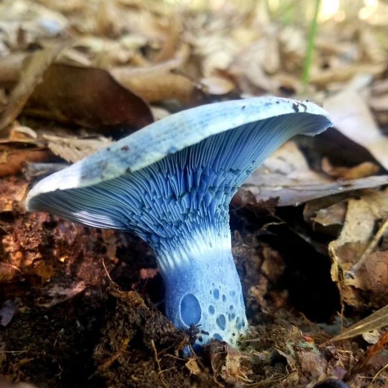 Indigo Milk Cap