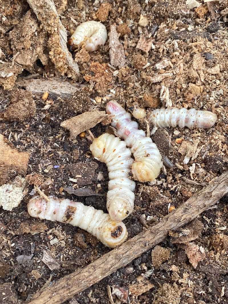 Insect Grubs