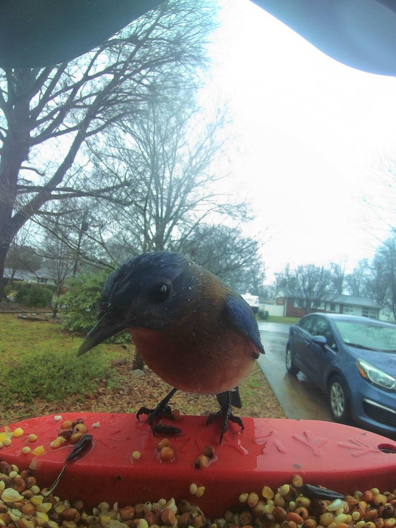 Install a Bird Feeder Cam