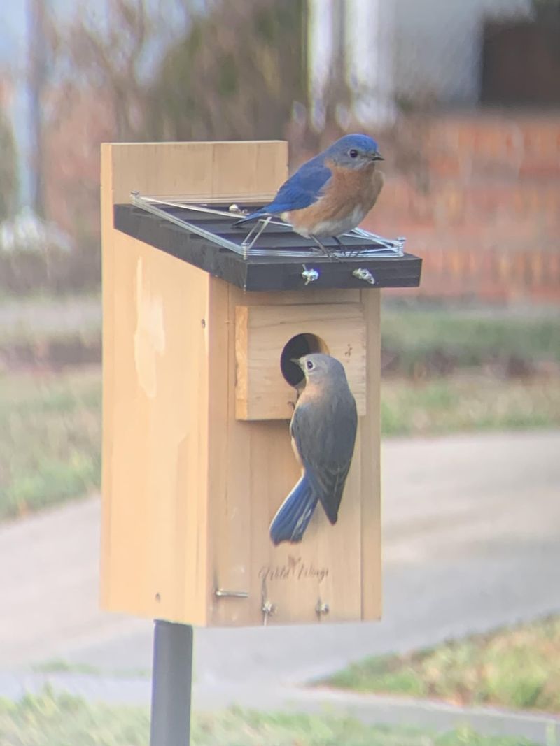 Install a Bluebird House