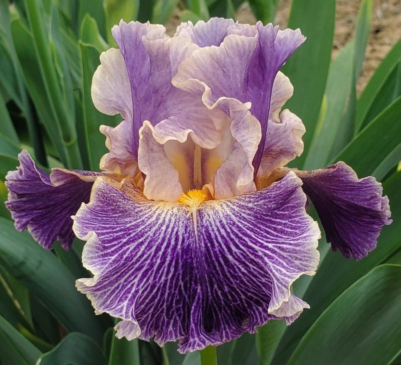 Intriguing Iris