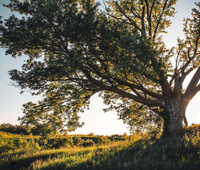 Iowa: Bur Oak