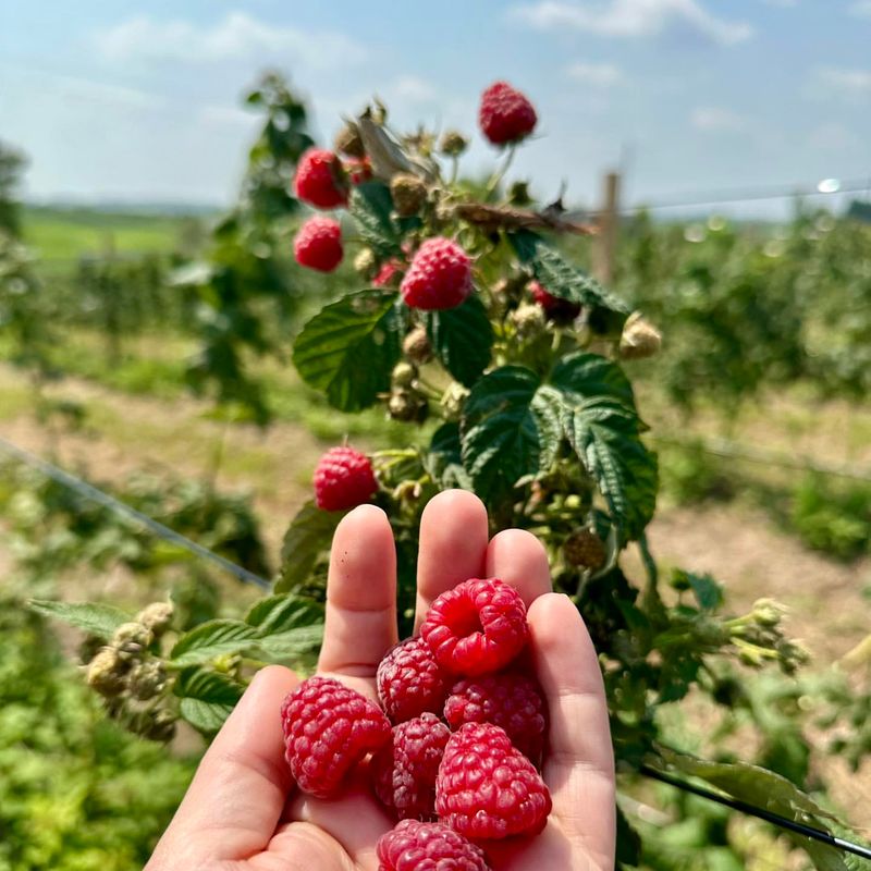 Iowa: Red Raspberry