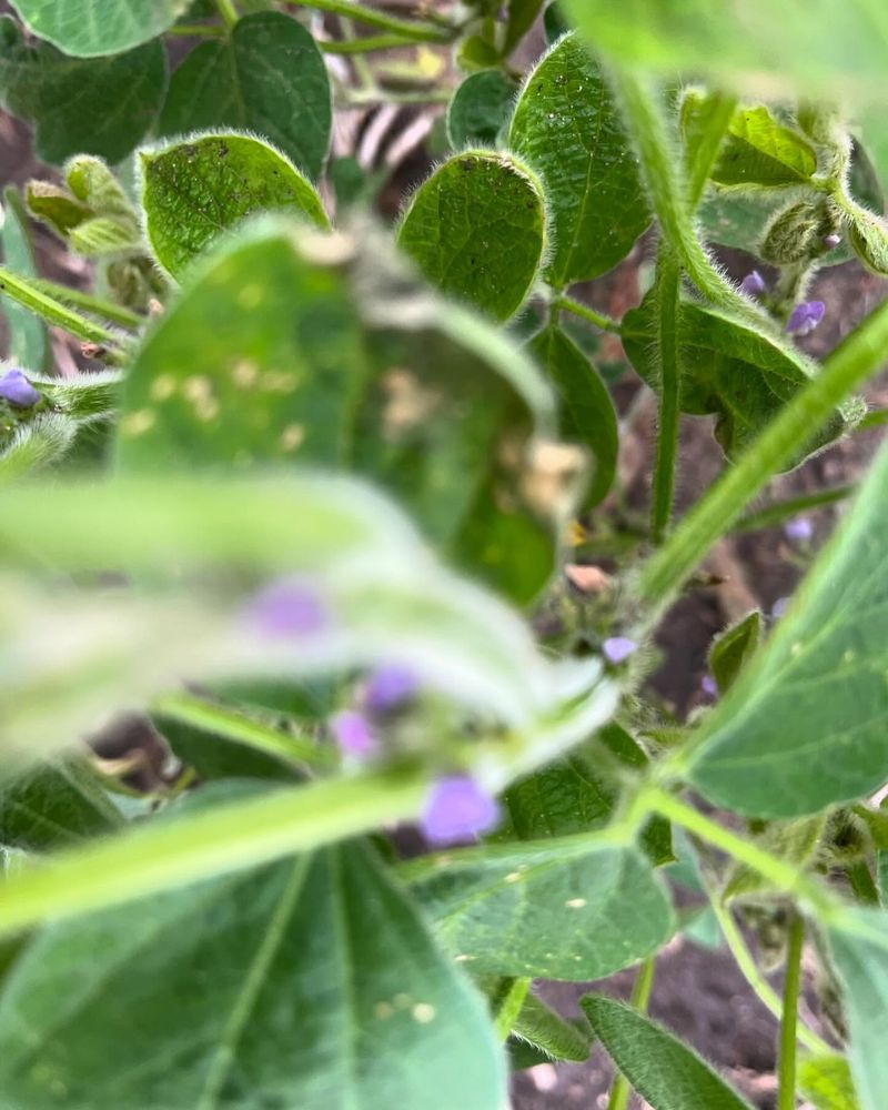 Iowa: Soybeans