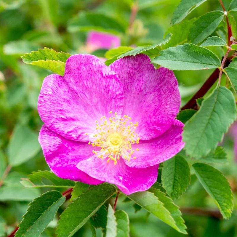 Iowa: Wild Prairie Rose