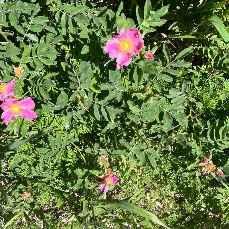 Iowa - Wild Prairie Rose