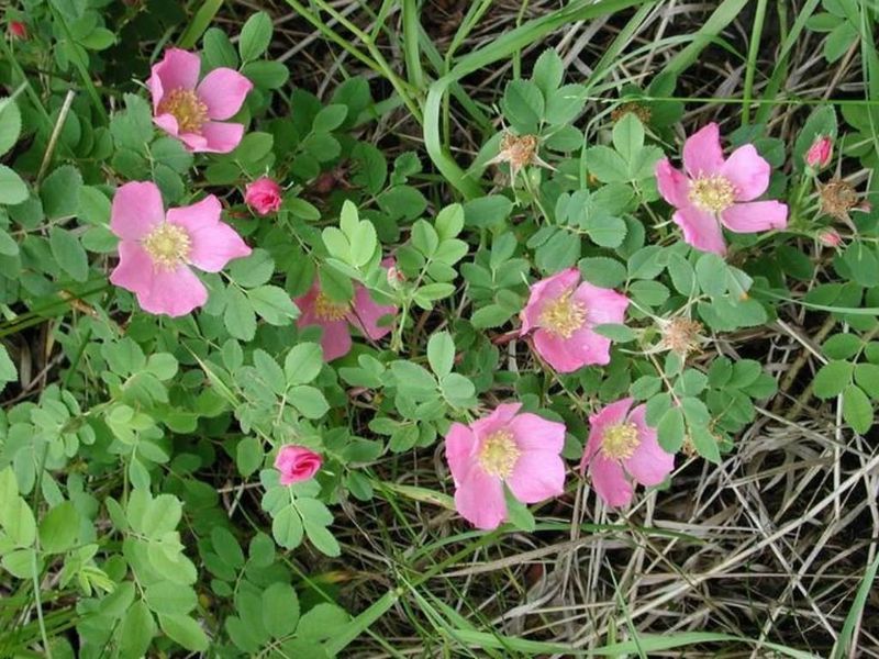 Iowa - Wild Prairie Rose