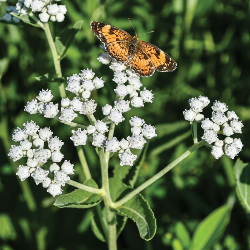 Iowa: Wild Quinine