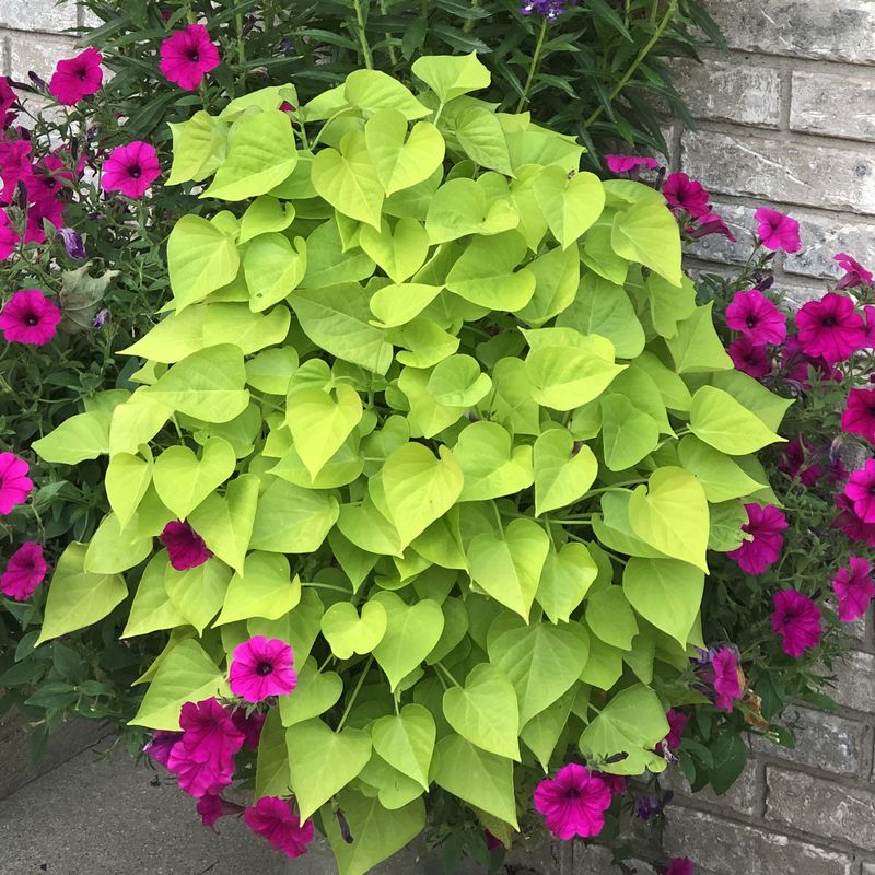 Ipomoea Batatas (Sweet Potato Vine)