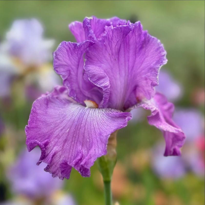 Iris