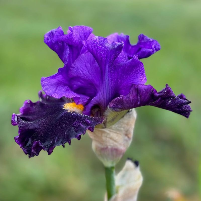 Iris