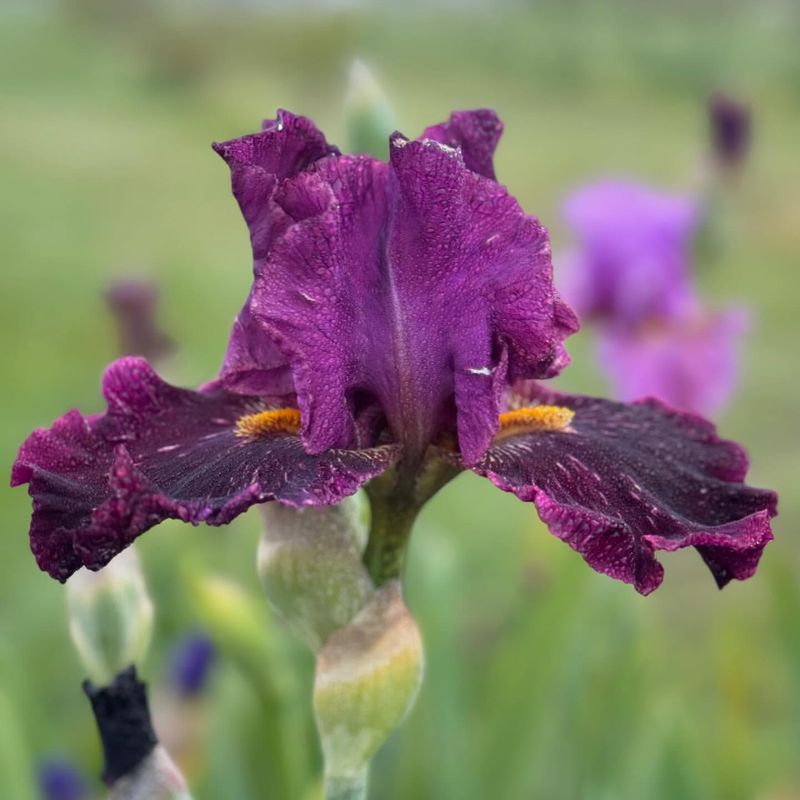 Iris