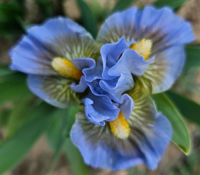 Iris