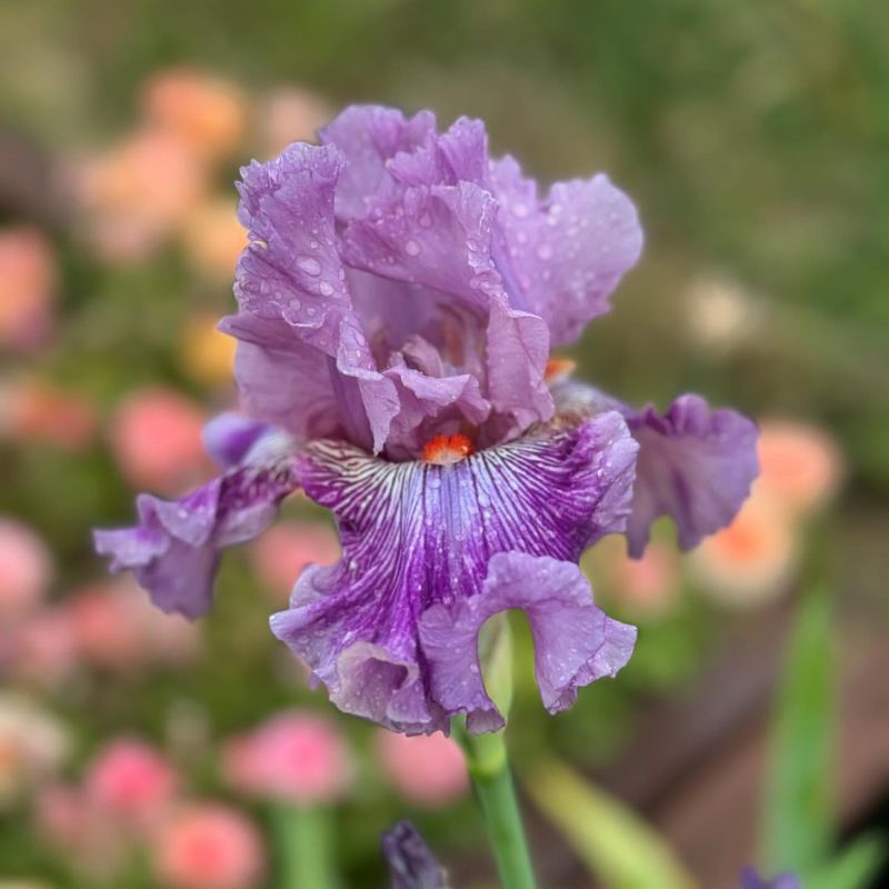 Iris