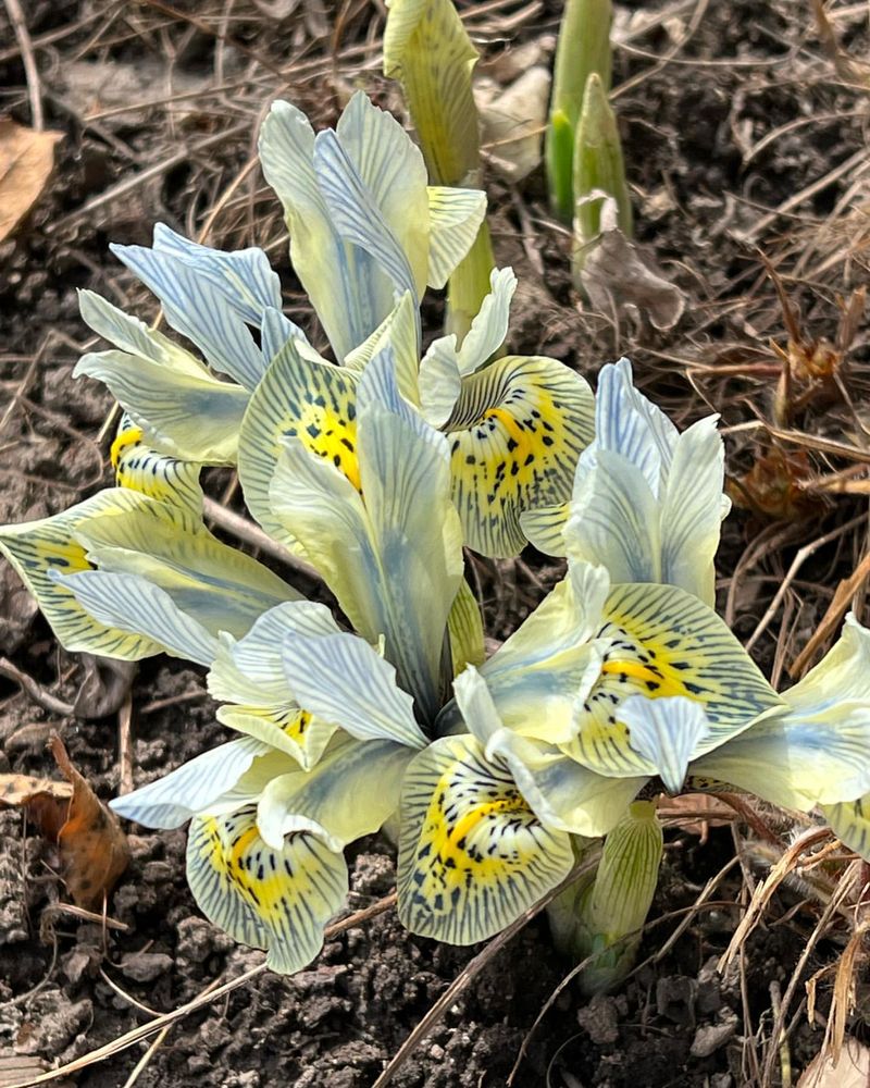 Iris Reticulata