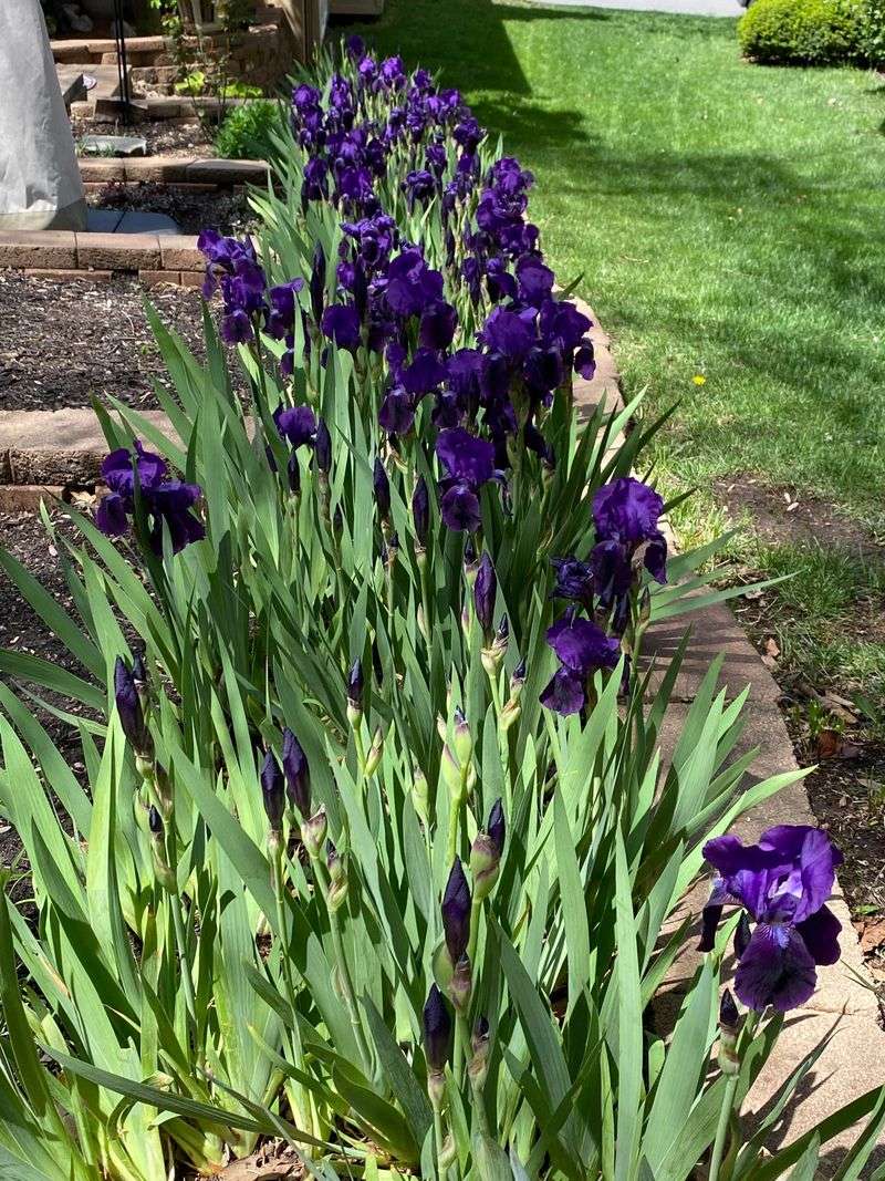 Irises