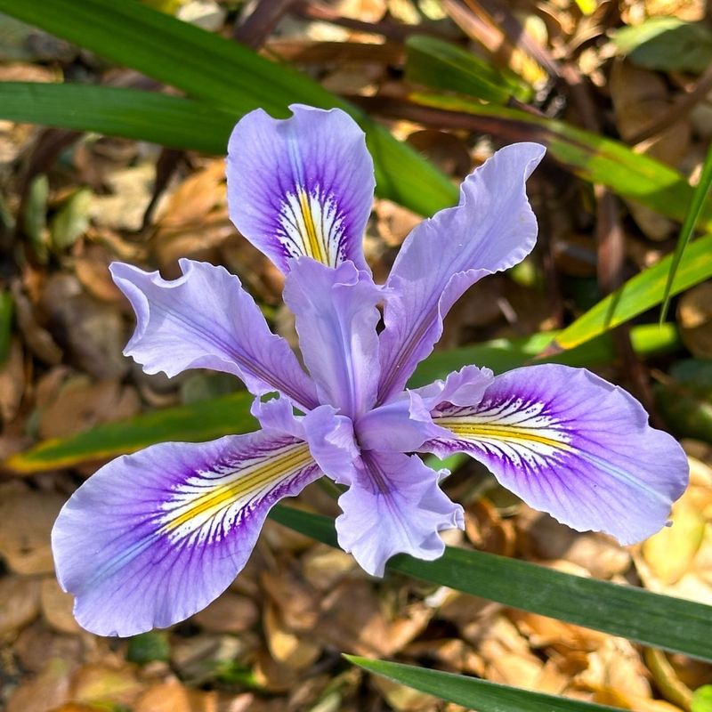 Irises