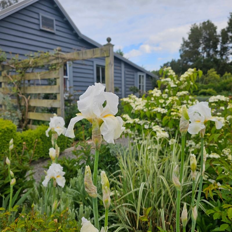 Irises