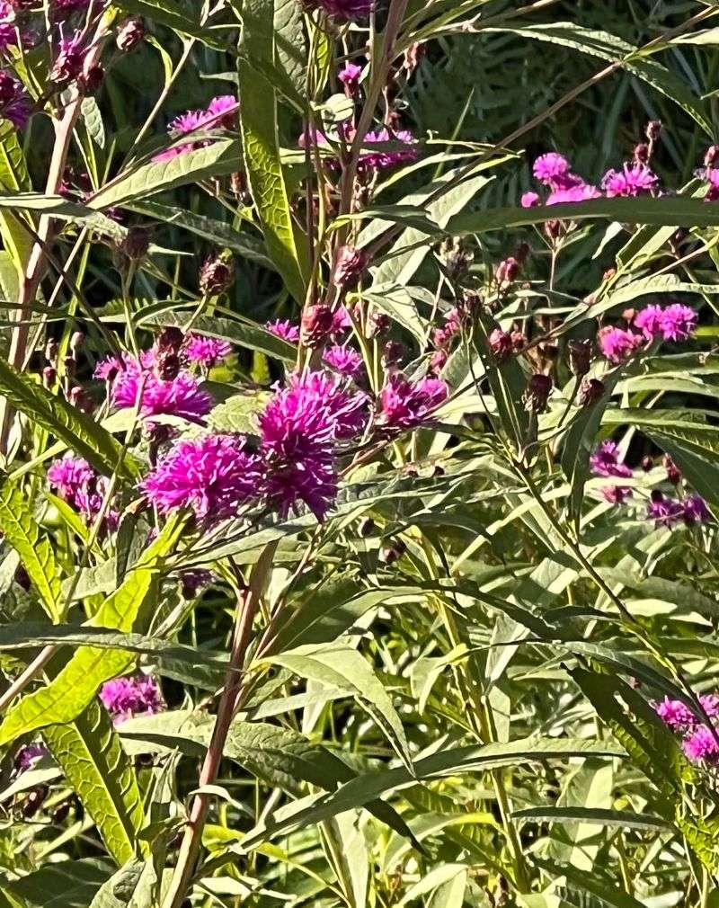 Ironweed