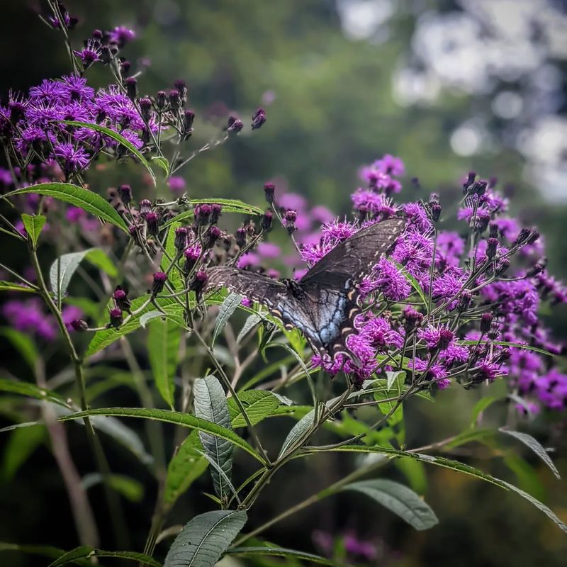 Ironweed